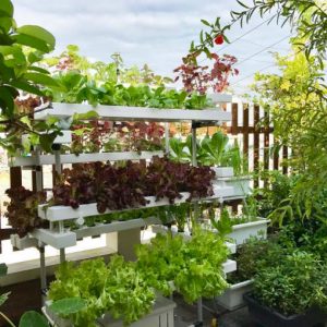 Dàn thủy canh thông minh